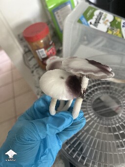 First couple mushrooms of Bluescaria #2