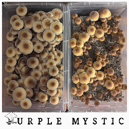 1st flush of 2 shoe boxes of Purple Mystic 💜