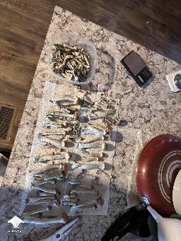 First grow ever - Golden teachers #2