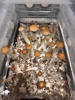 Golden teacher first grow ever