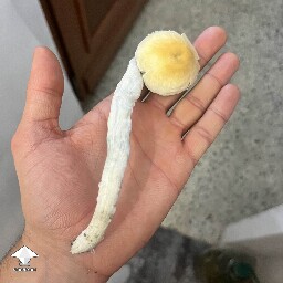 Gorgeous Thai mushroom #2