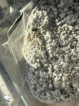 Grow Bag problems 68e3d9d88d2ff
