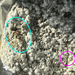Very wet mycelium - blue circle. First shroom - pink circle