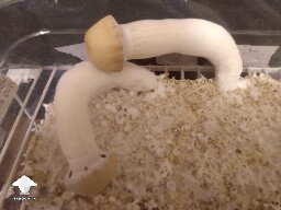 Hillbilly pumpkin - getting ready to bust its caps
