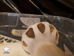 Hillbilly pumpkin - perfect time for collecting spore swabs