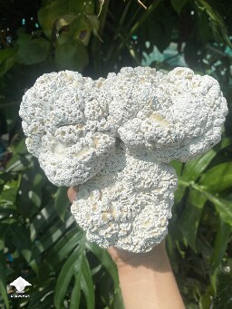 Huge Enigma Psilocybe mushroom brain