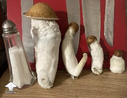 I have only tried cultivating classic Penis Envy (salt shaker to scale)