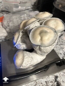 Cosmic ghost rider shrooms