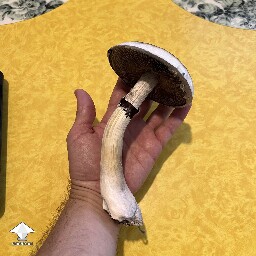 My biggest mushroom thus far - B+