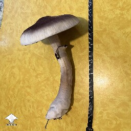 My biggest mushroom thus far - B+ strain #3