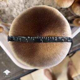 My biggest mushroom thus far - B positive (B+) strain #4