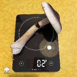 My biggest shroom thus far - B+ strain