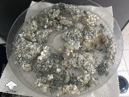 Paradox strain harvest (Tidal Wave x APE)