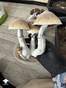 Pretty cluster Blue Meanie 🥰