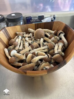 This afternoons pickins Blue Meanie shrooms