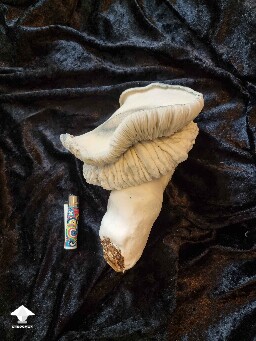This is the biggest Gandalf mushroom in the history - 516 grams #2
