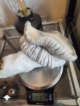 This is the biggest Gandalf mushroom in the history - 516 grams
