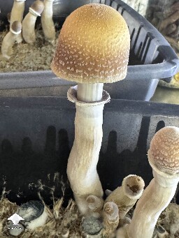 This is the first distinct color variance I’ve seen in my Blue Meanie