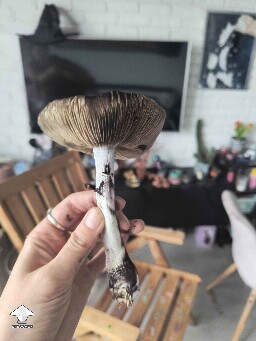 Travelled for a few days and my McKennaiis got way too big and dropped spores