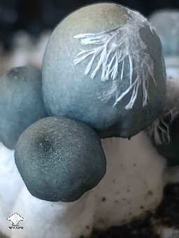 What a serene blue color these APE mushrooms have