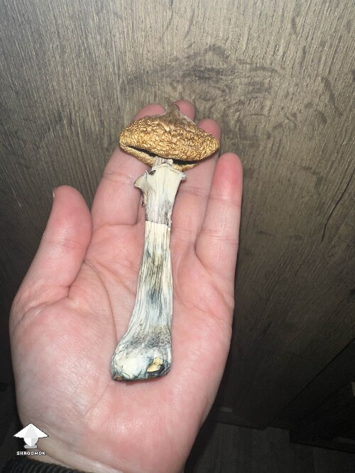 3 grams after dehydration - Blue Meanies for the win