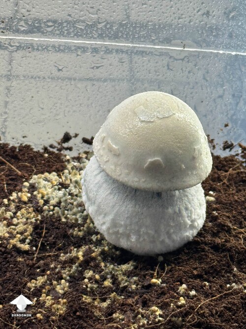 APE mushroom - can’t wait to pick this chunky rascal