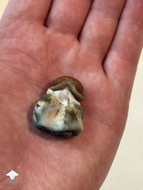Aww look at him - tiny Blue Meanie shroom