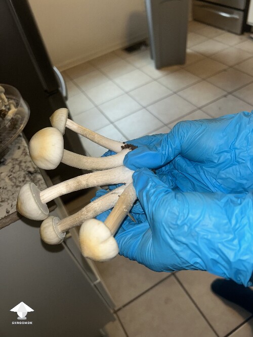 Cubensis Ban Hua Thanon