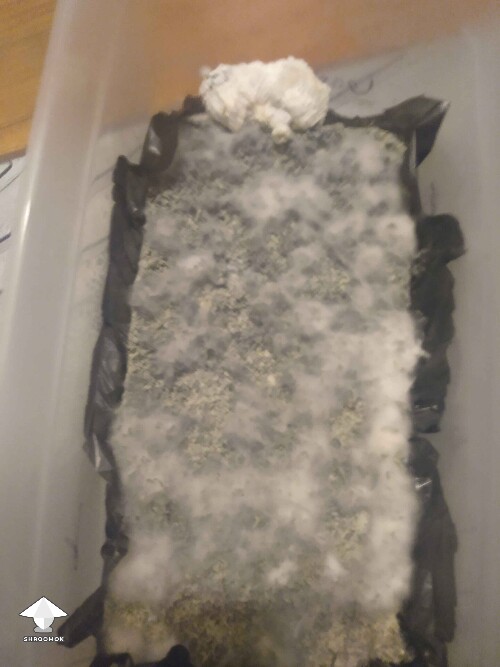 My Frankenstein tub just growing the brain - for the 3rd time in the same spot