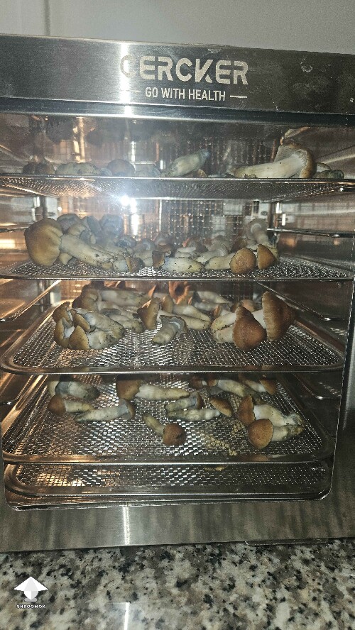 Cubensis MVP mushrooms super nice #2