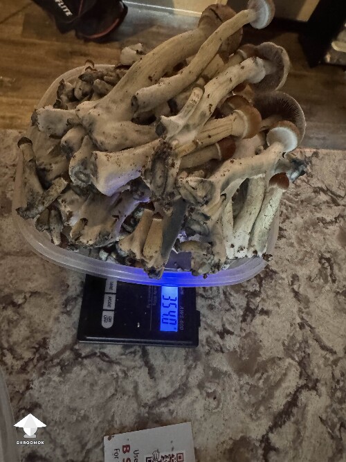 First grow ever - Golden teachers - 354 grams