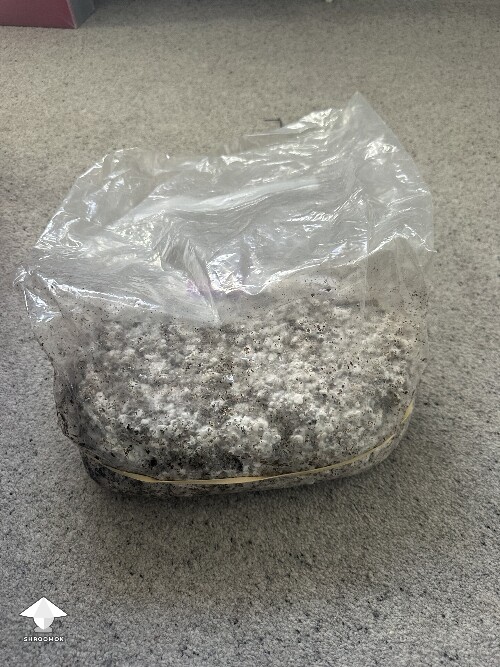 Grow Bag problems 68e3d9d2cd406