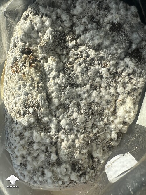 Grow Bag problems 68e3d9db9c086