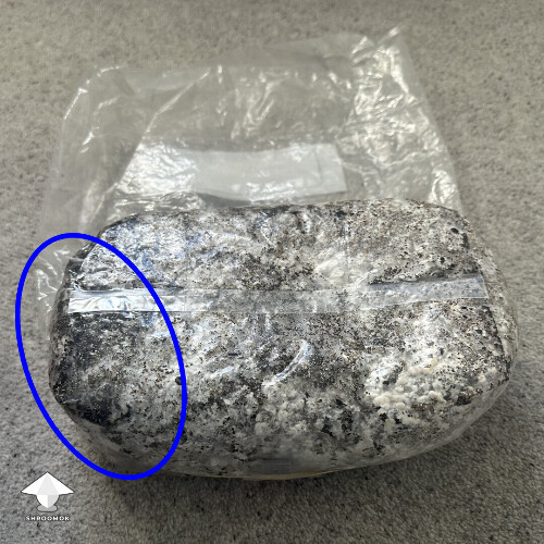 Uncolonized area - all in one grow bag