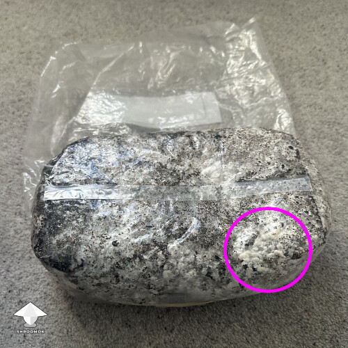 Bottom pins - all in one grow bag