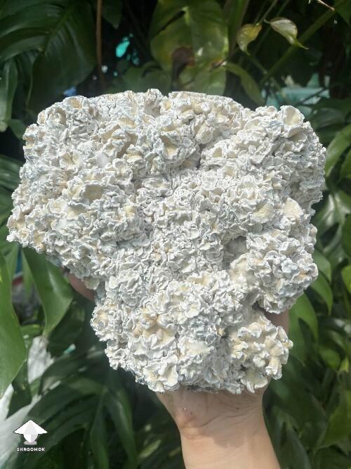Huge Enigma Psilocybe mushroom brain - Enigma boom #2