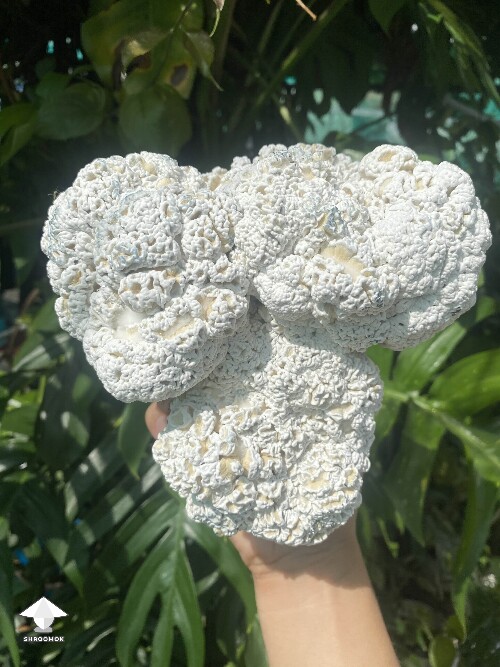 Huge Enigma Psilocybe mushroom brain