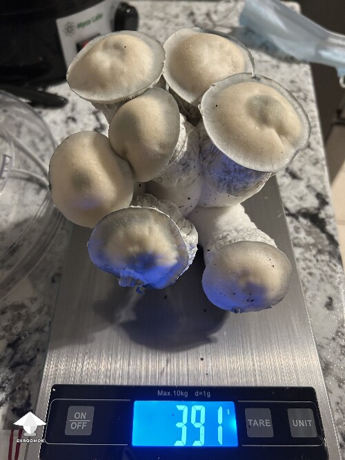 More cosmic ghost rider magic mushrooms 