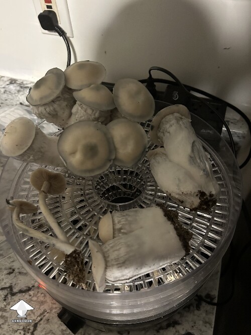 More cosmic ghost rider magic mushrooms #3