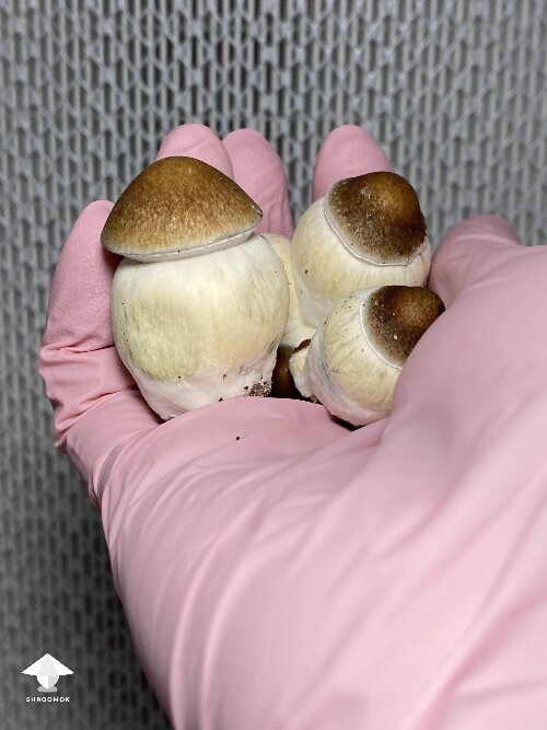 My classic Penis Envy 🤣