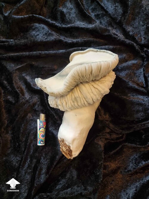 This is the biggest Gandalf mushroom in the history - 516 grams #2