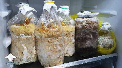 Day-to-day Reishi growing diary 68e4cb3952a8a