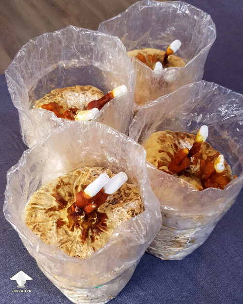 Day-to-day Reishi growing diary 68e4d2d95ec05