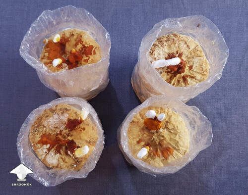 Day-to-day Reishi growing diary 68e4d2dbe0c8b