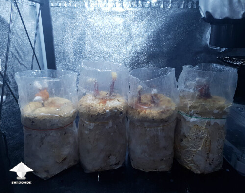 Day-to-day Reishi growing diary 68e4d2de09466