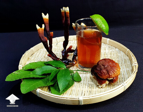 Day-to-day Reishi growing diary 68e516916bd1a