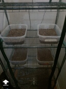 First time growing CVG (Natalensis) 68e7c5a9cec15