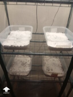 First time growing CVG (Natalensis) 68e7c5ac6faef