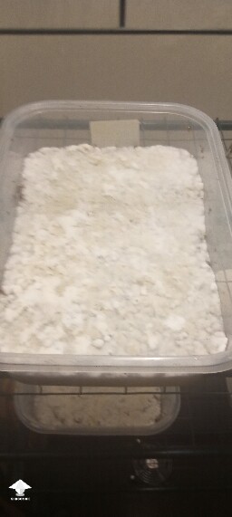 First time growing CVG (Natalensis) 68e7c5af4cbc6