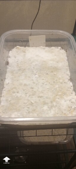 First time growing CVG (Natalensis) 68e7c5b0ea62c